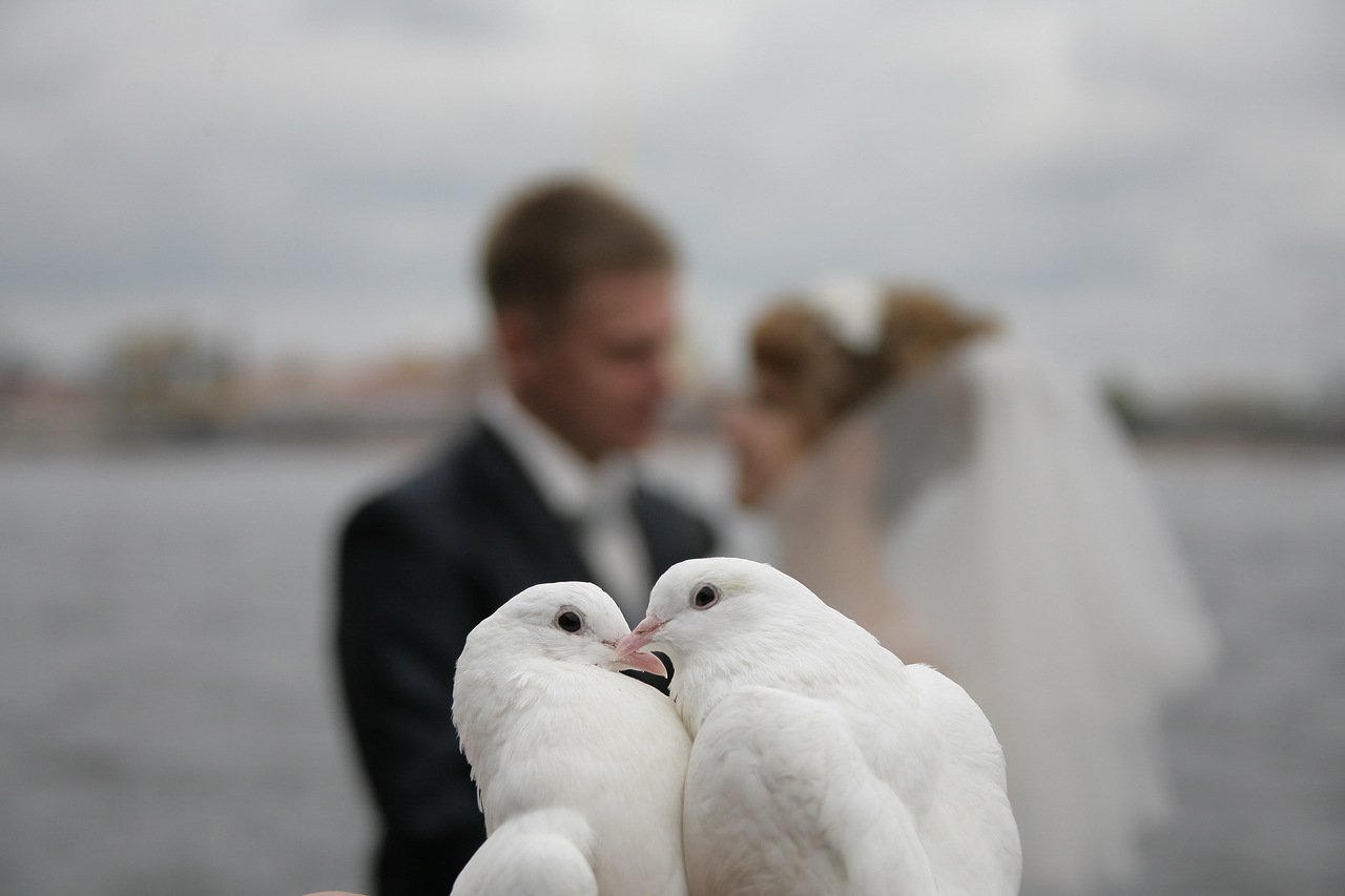 Верность в паре. Свадебные голуби. Фотосессия с голубями. Влюбленные голуби. Пара голубей.